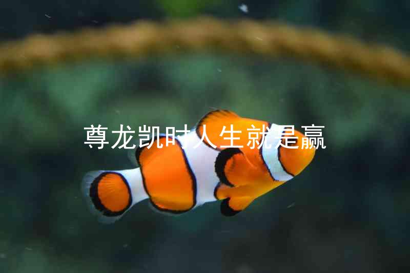尊龙凯时人生就是赢